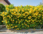 Yellow tikoma