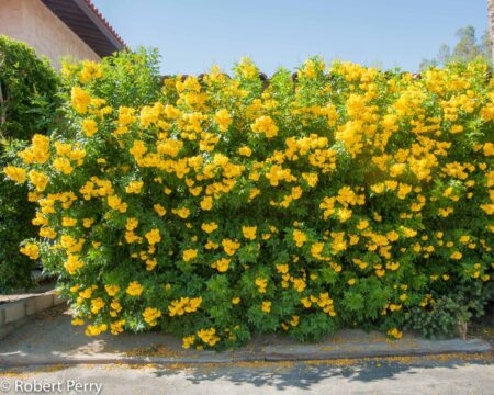 Yellow tikoma