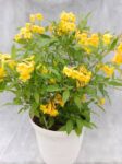 Tecoma-stans-var.-stans-Gold-Star-3