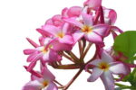 240_F_181383586_AKI1mk7sGjXFxc25oxw1KegFsuVCIcjJ