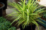 Dracaena green leaves close up for background.