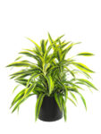 Dracaena green leaves close up for background.