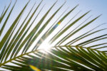 Pretty young afro woman among palm trees