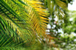 Pretty young afro woman among palm trees