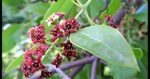 planter2 (1)