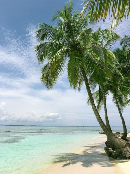 Coconut trees