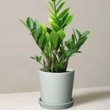 Nurture Your Green Space: A Guide to Thriving Plants