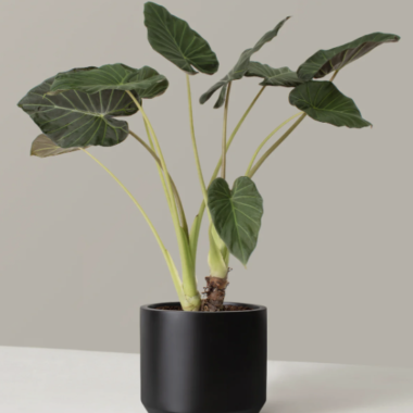 Exploring “A Way to Garden”: A Haven for Plant Lovers