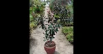 jatropha-tree-500