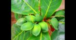 How-to-Grow-and-Care-for-Almond-Trees-Featured