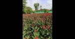 jatropha-tree-500