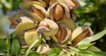 Badam