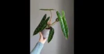 Philodendron_Billietiae_Variegated_49a1f92f-2f97-4219-83e1-2112d972baf4_1024x1024
