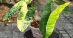 Philodendron_Billietiae_Variegated_49a1f92f-2f97-4219-83e1-2112d972baf4_1024x1024