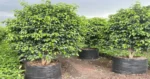 blackficusplant_512x512