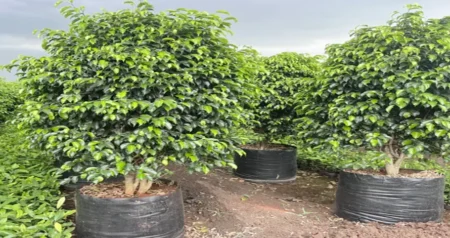 Black Ficus