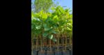 How-to-Grow-and-Care-for-Almond-Trees-Featured