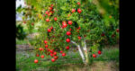 istockphoto-1050650472-612×612