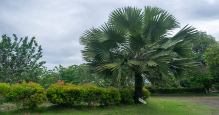 Bismarkia