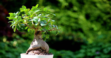 Bonsai Ficus