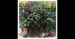 jatropha-tree-500