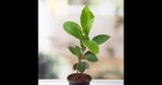 How-to-Grow-and-Care-for-Almond-Trees-Featured