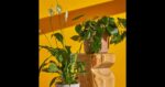Philodendron_Billietiae_Variegated_49a1f92f-2f97-4219-83e1-2112d972baf4_1024x1024