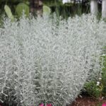 Snowinsummerplants-GettyImages-88873425-59dd113d22fa3a0011d41a65