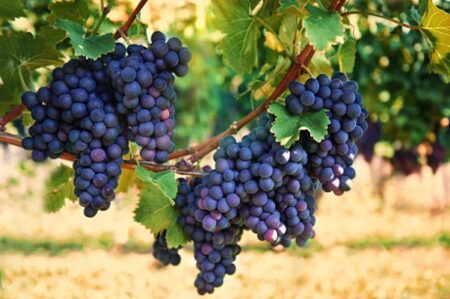 Grape bael