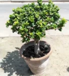 ficus-panda-plant