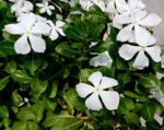 8532idea99Periwinkle_-_Catharanthus_roseus