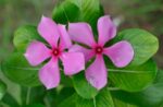 8532idea99Periwinkle_-_Catharanthus_roseus