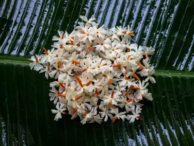 Raat ki raani