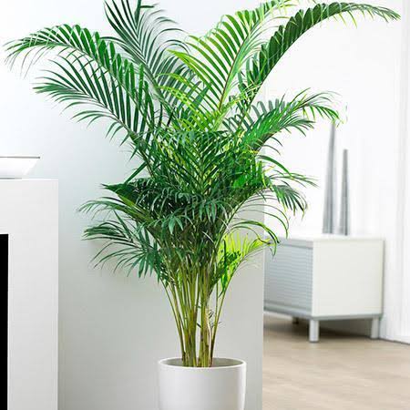 Siraai palm