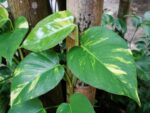 Money-Plant
