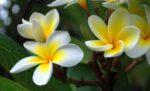 Thai champa