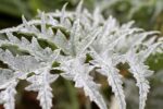 Snowinsummerplants-GettyImages-88873425-59dd113d22fa3a0011d41a65