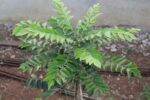 curry-leaf-plant