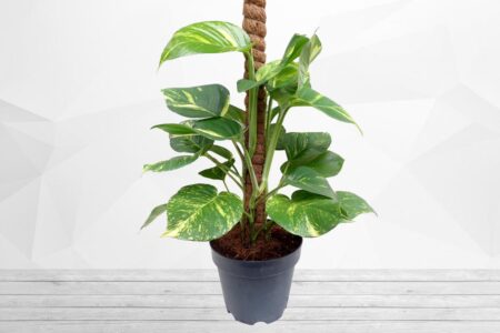 Money plant