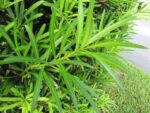 Podocarpus-macrophyllus2–Forest-and-Kim-Starr–cc-by-2-0