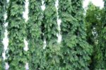 Polyalthia_longifolia