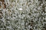 Silvariii