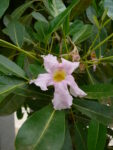 tabebuia-flowers-301