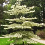 terminalia-metalika-500×500