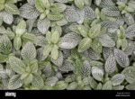 nerve-plant-mosaic-plant-fittonia-albivenis-fittonia-verschaffeltii-selective-focus-72396691
