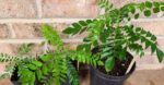 curry-leaf-plant
