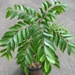 curry-leaf-plant