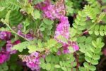 Indigofera_tinctoria1