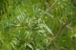 Neem