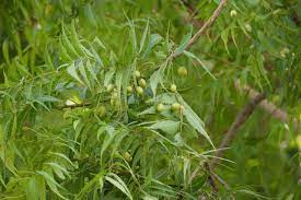 Neem